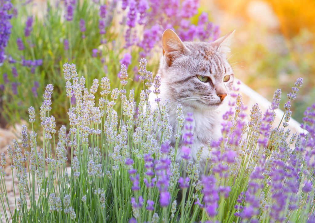 Kat omringd door lavendel