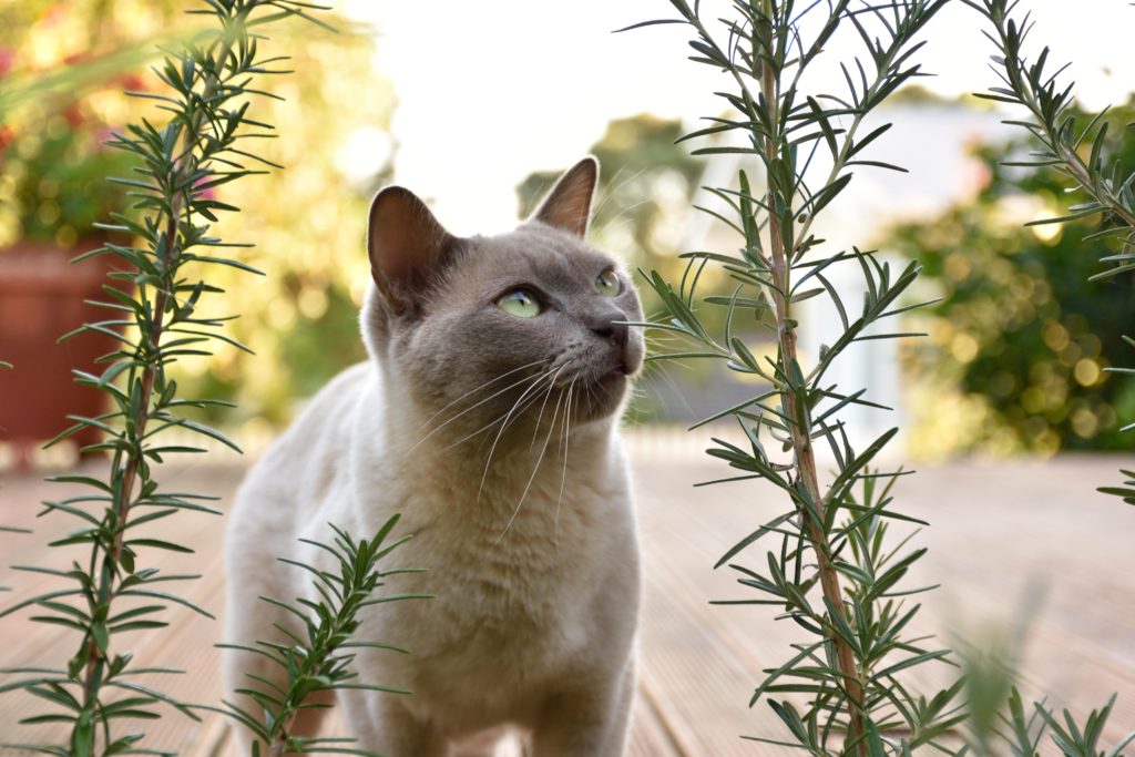 Kat bij rozemarijnplant