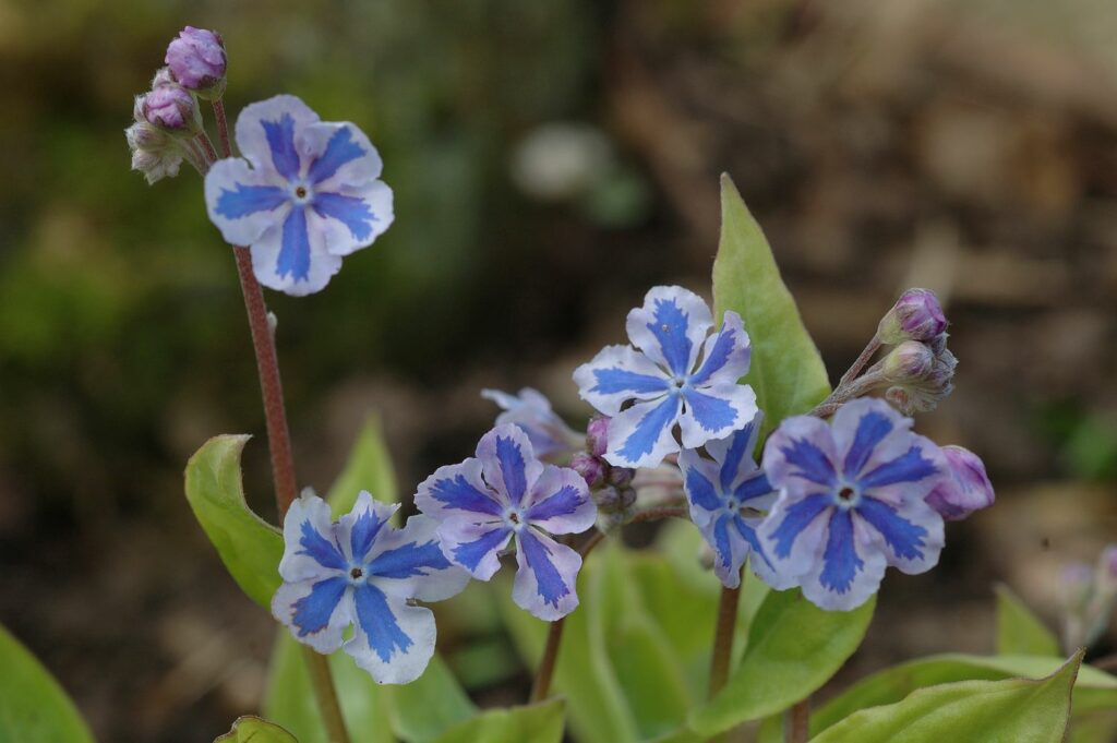 Blauw-witte bloemen van de variëteit 'Starry Eyes'.