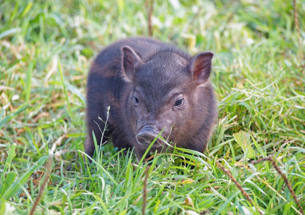 Minivarken in het gras