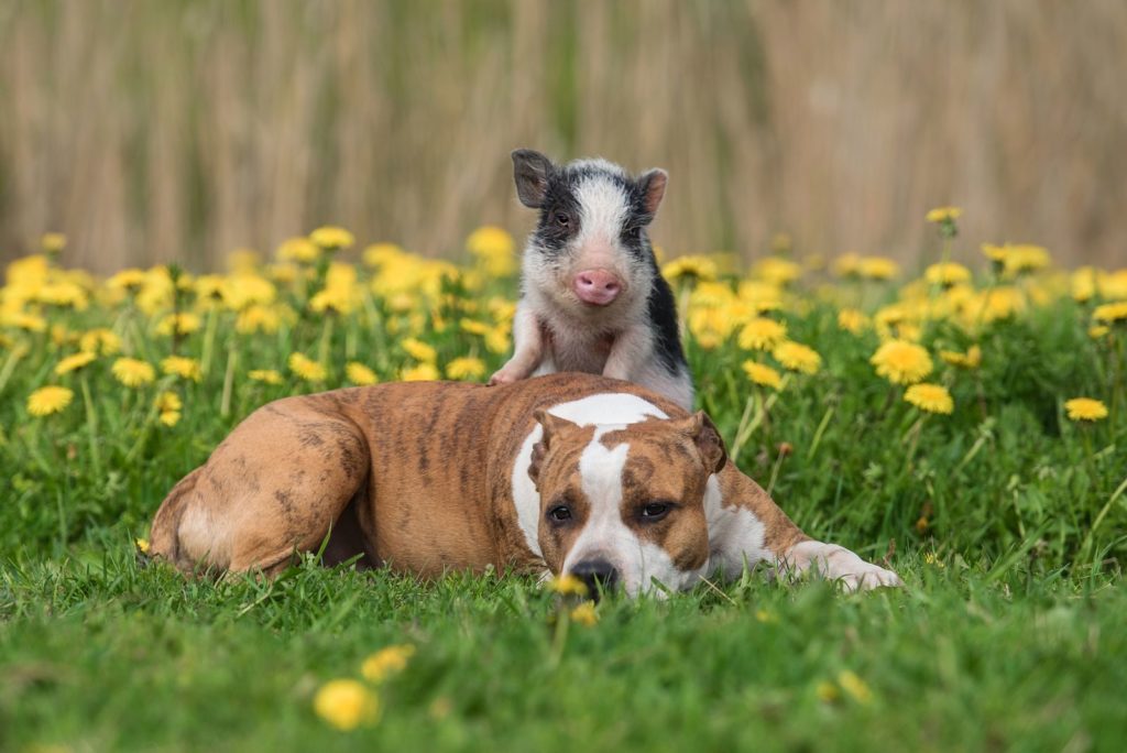 Minivarken en hond in de tuin