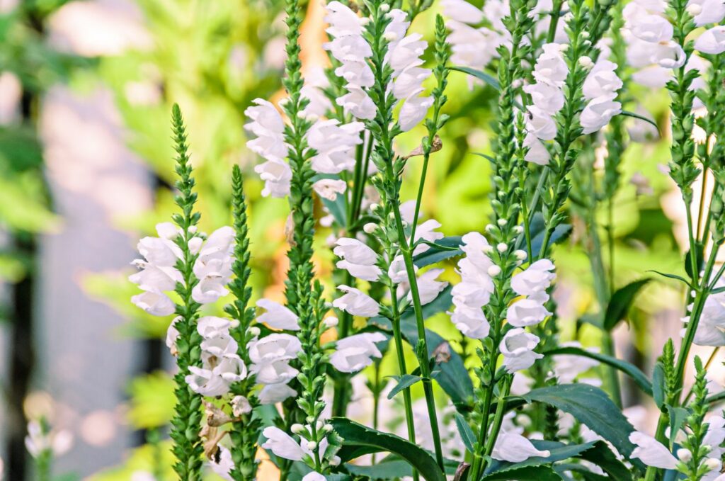 Gelede bloem 'Cristal Peak White