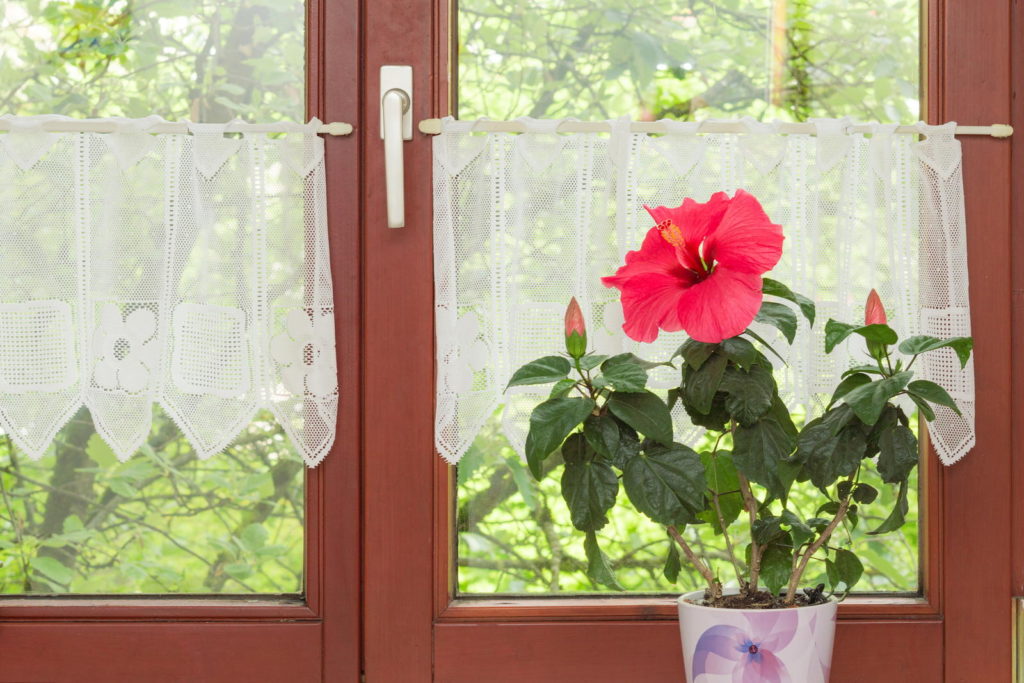 Hibiscus in een bloempot bij het raam