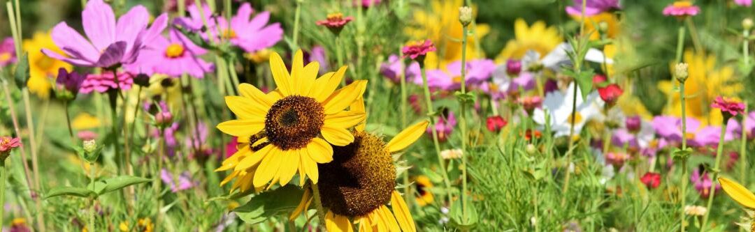Tips voor een dier- en insectvriendelijke tuin