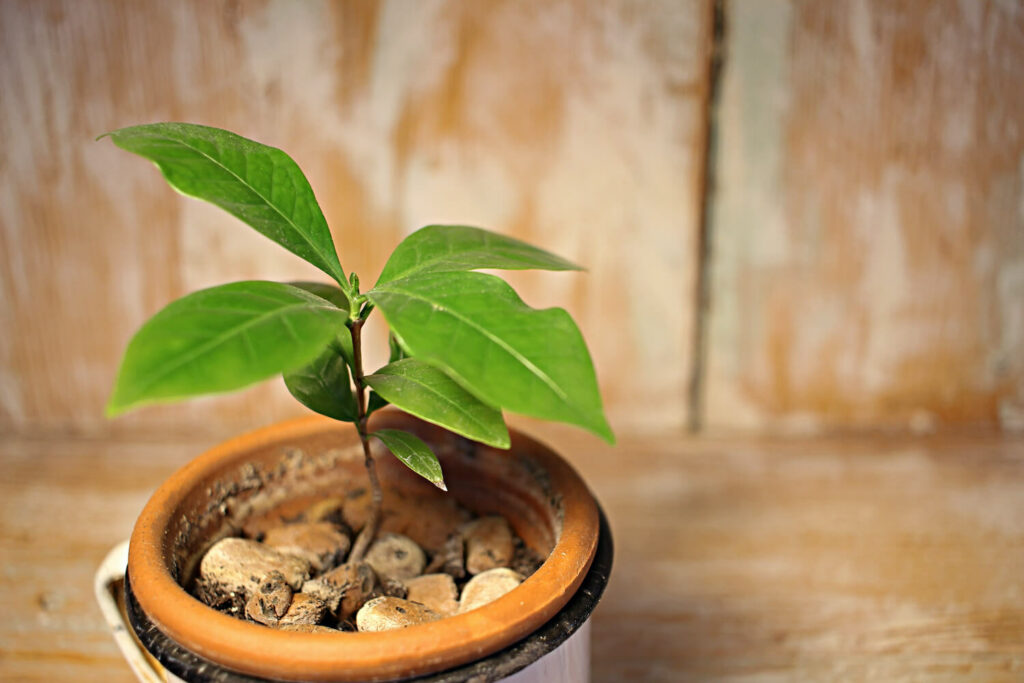 Koffieplant in pot