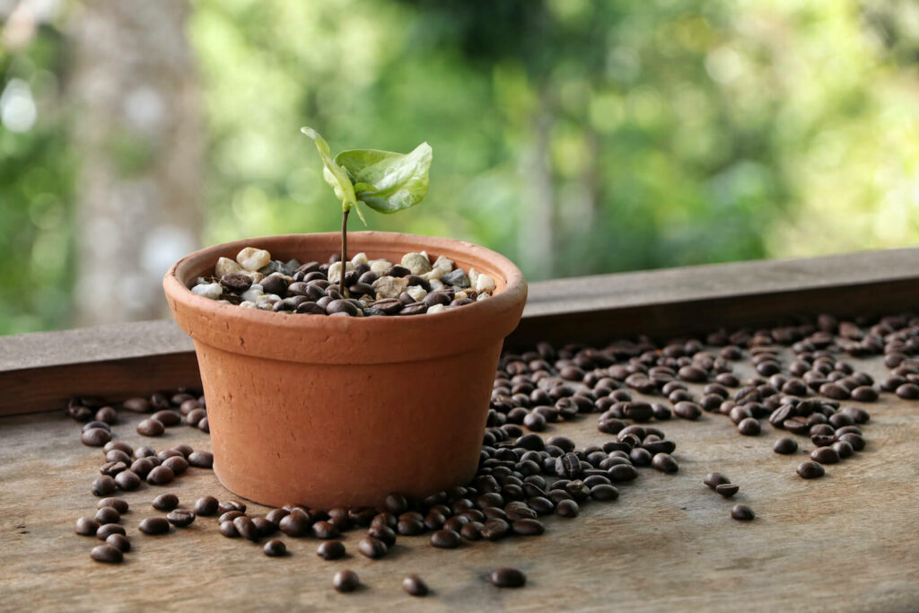 Coffea plant