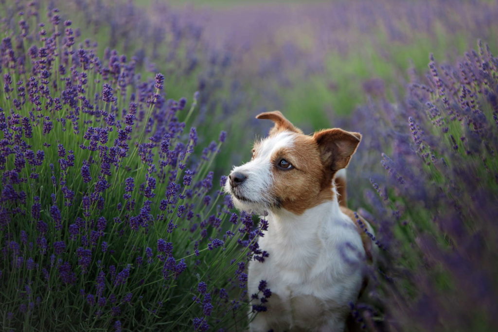 Lavendel met hond