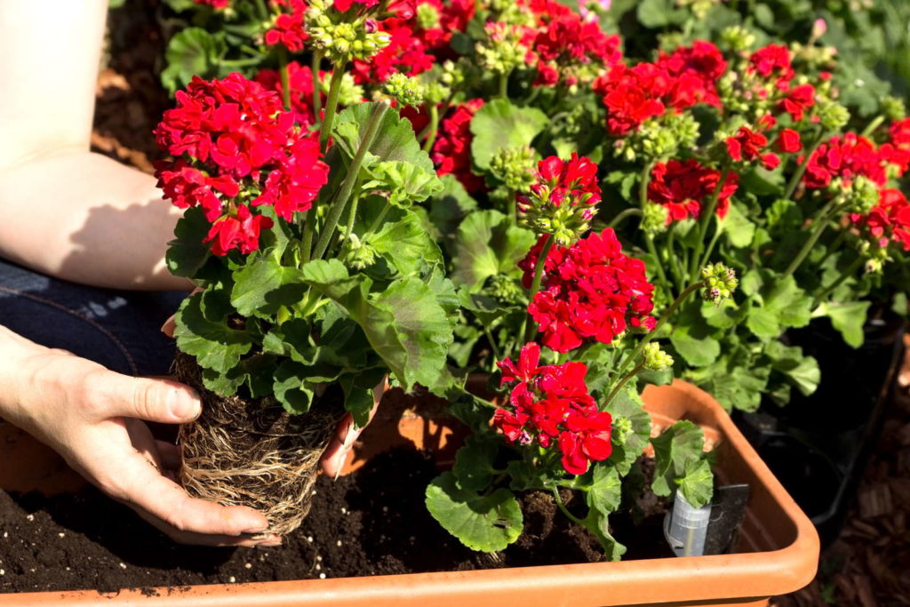 Rode geraniums planten in een pot in de tuin