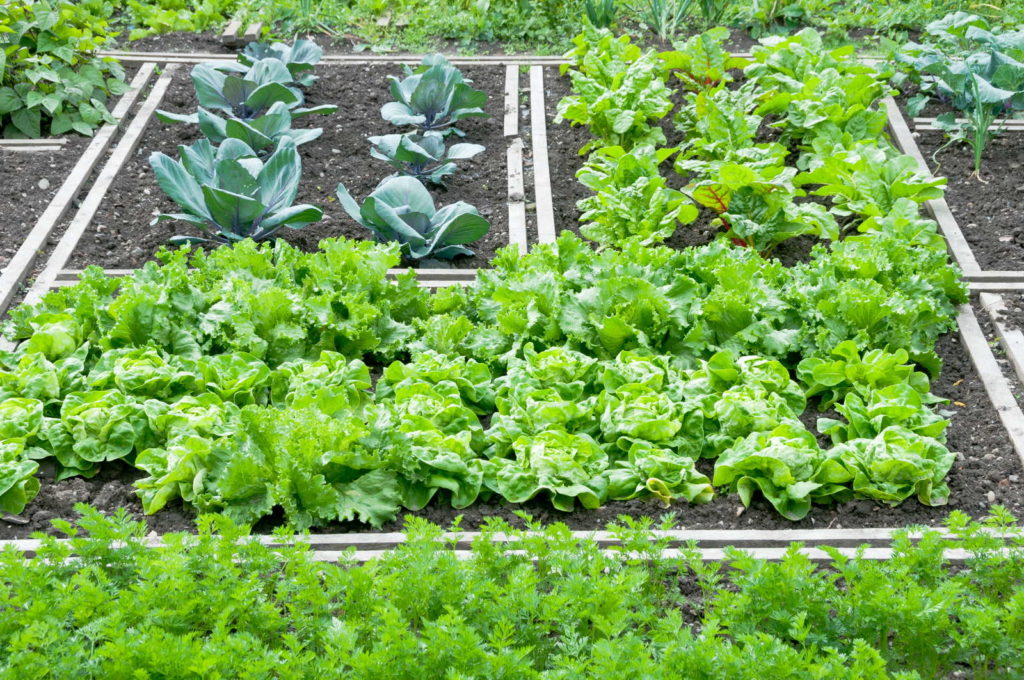 Teeltplan in de tuin voor groenten