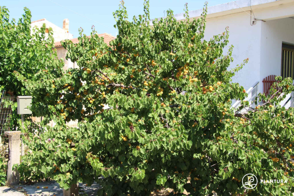 Abrikozenboom in de tuin