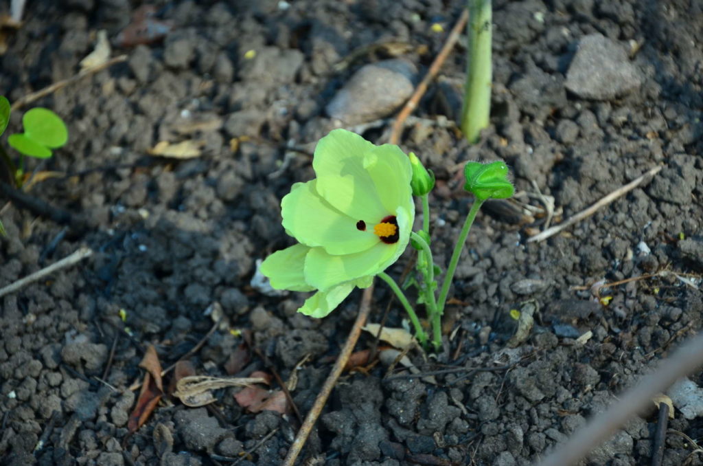 Groene hibiscusscheut in de grond