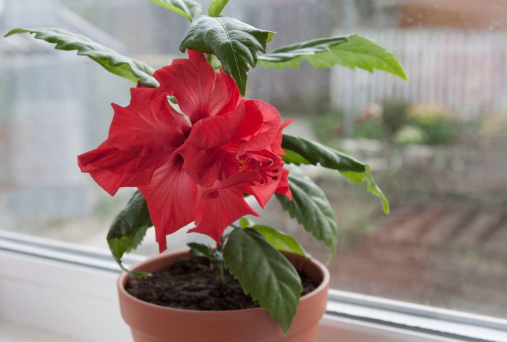 Rode hibiscus in een pot voor het raam