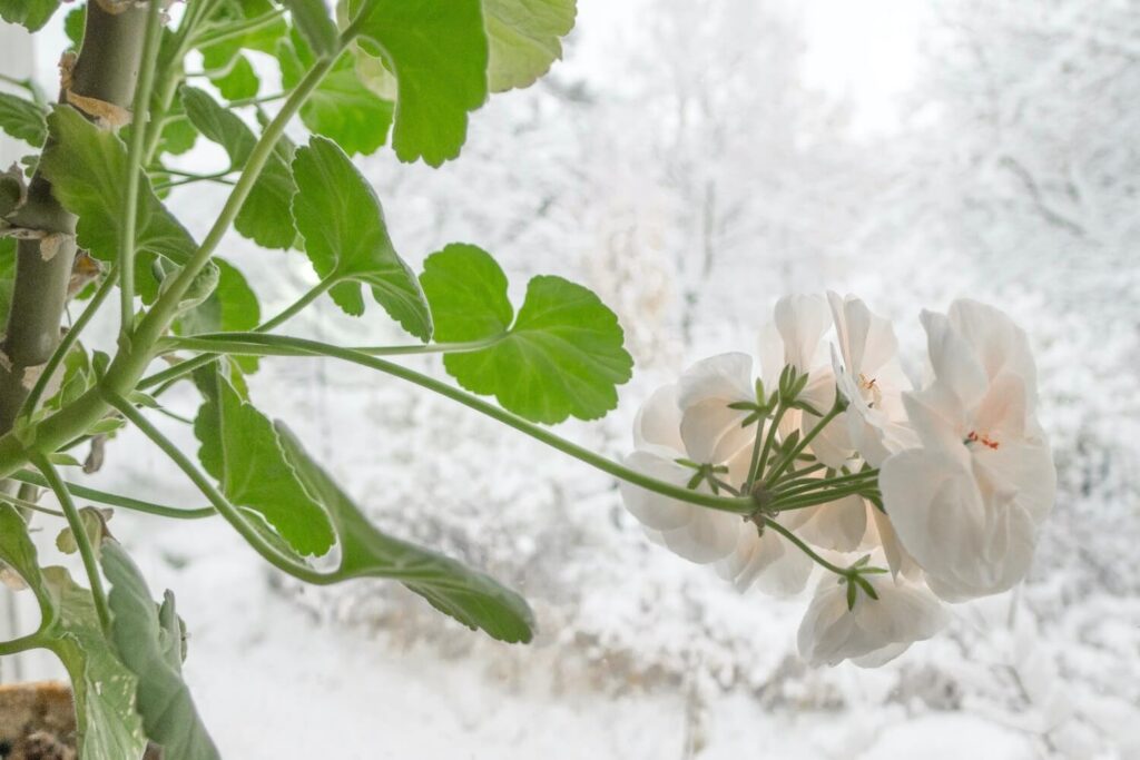 Geraniums in de winter