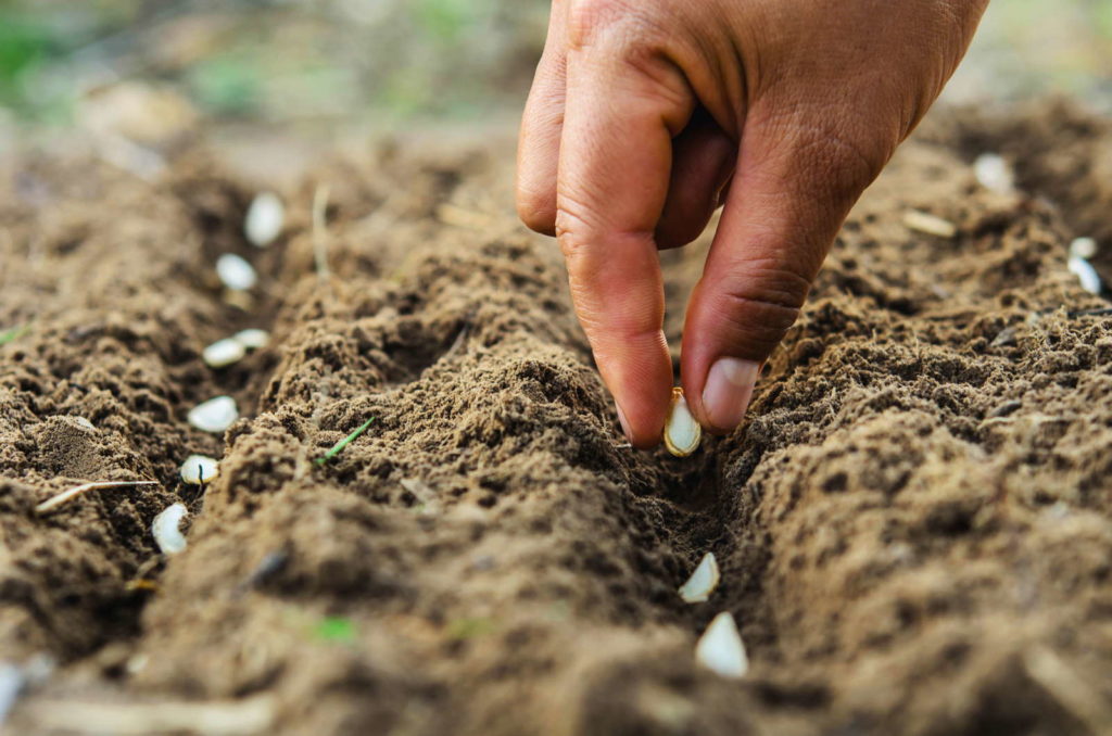 Zaden worden met de hand in de grond geplant