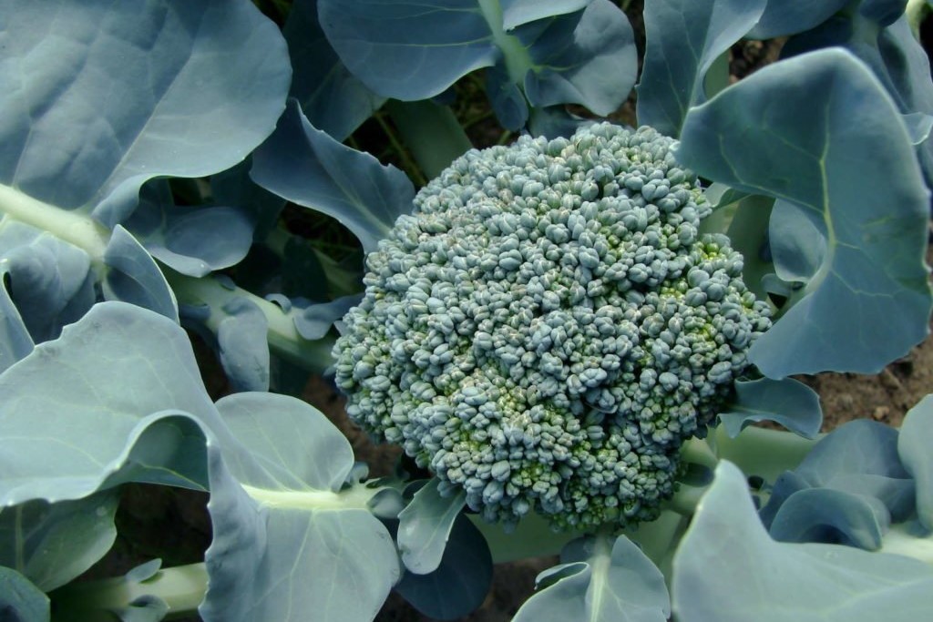 Jonge broccoli