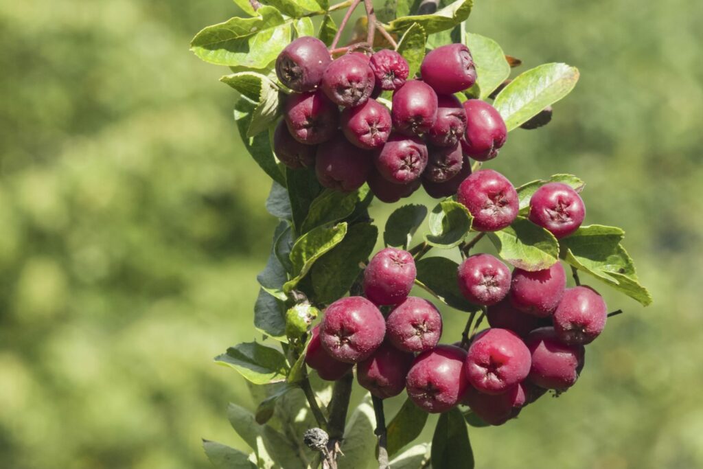 Chokeberry-bes hybride met paarse vruchten