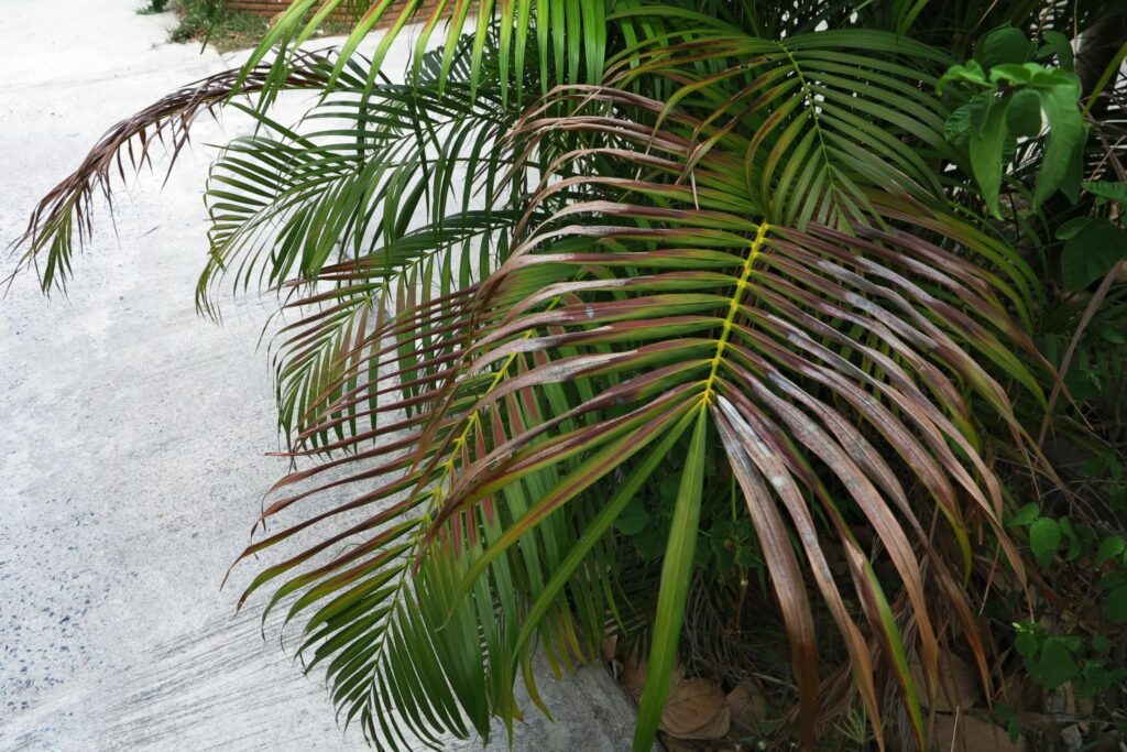 Kentia palm met droge bladeren