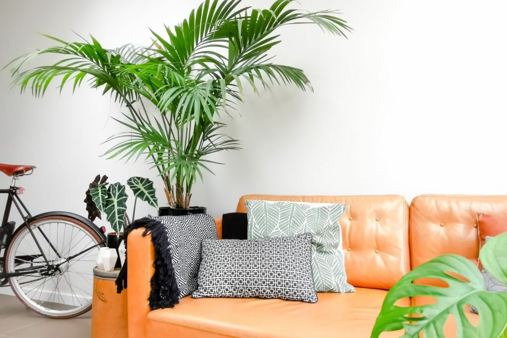 Kentia palm als kamerplant