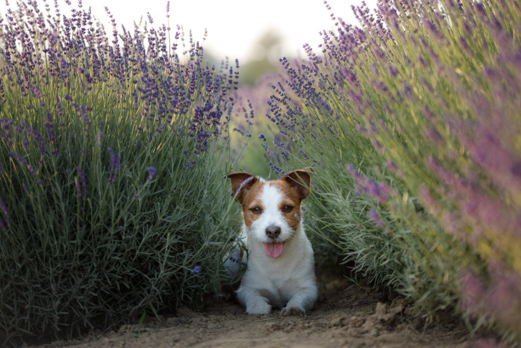 Hond ligt in het lavendelveld