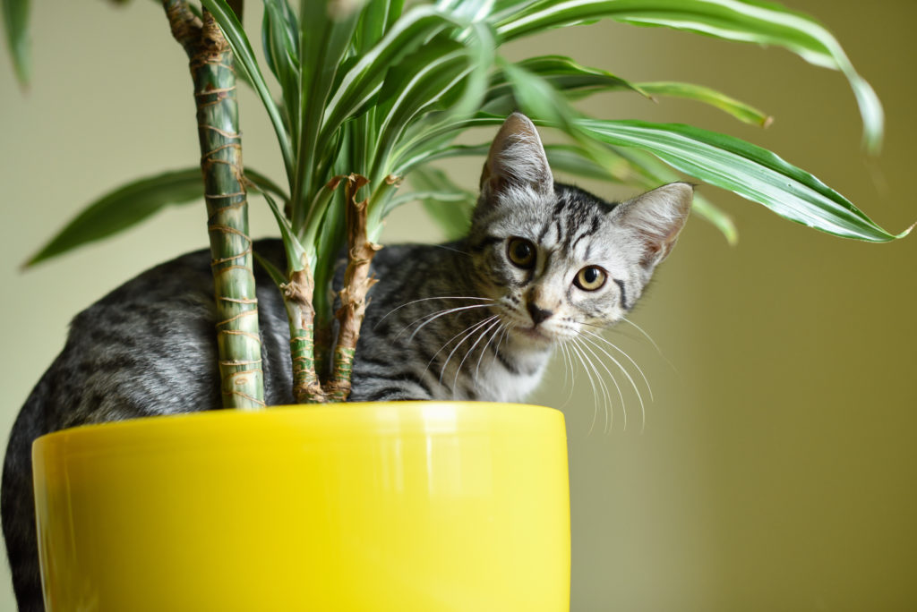 Kat zit in palmpot in huis