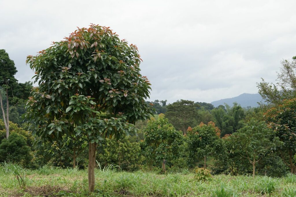Grote avocadoboom in de natuur
