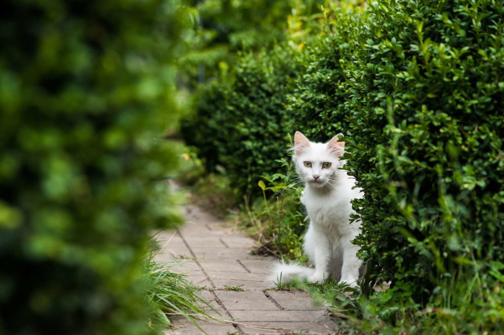 Witte kat voor buxus in de tuin