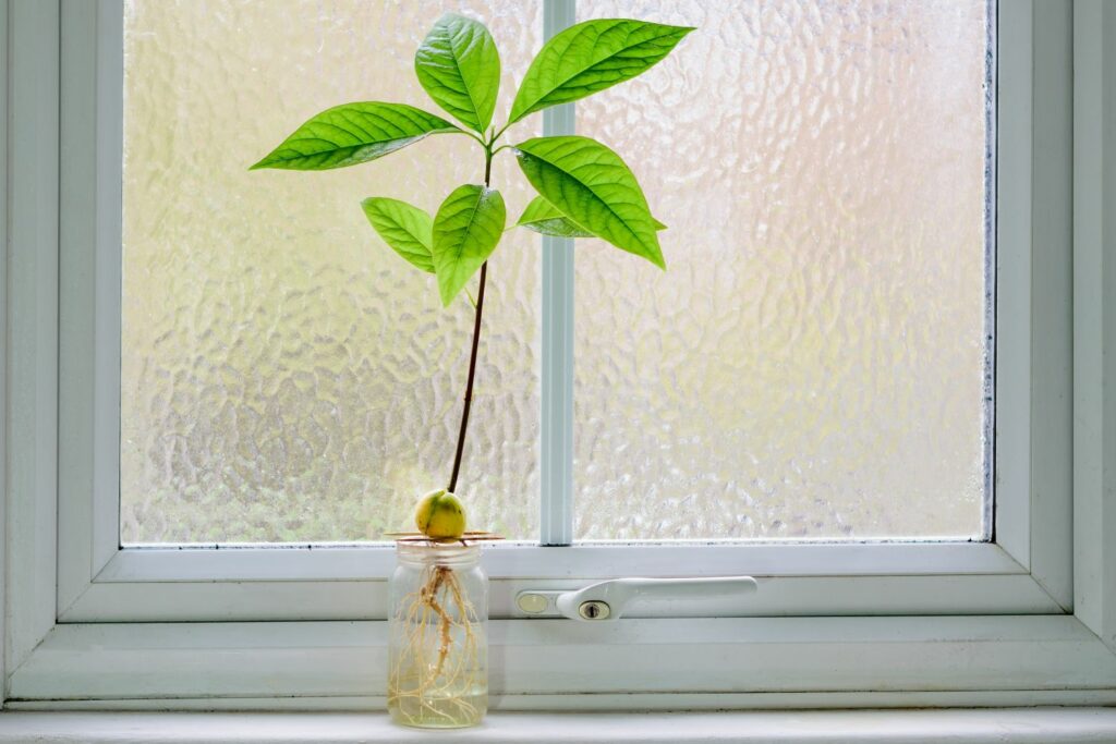 Avocadoplant voor een raam