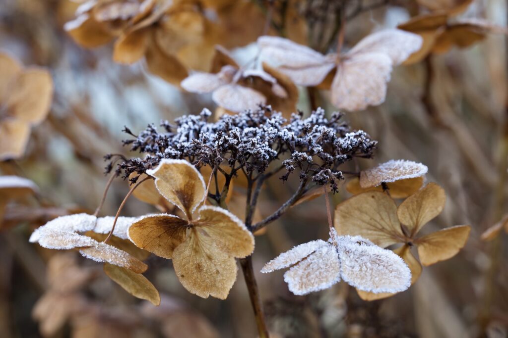 Plate hortensia in de winter