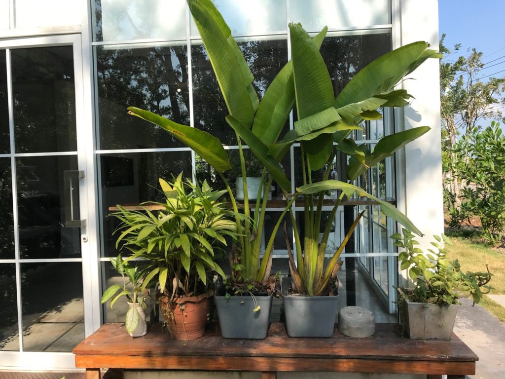 Bananen geplant in potten