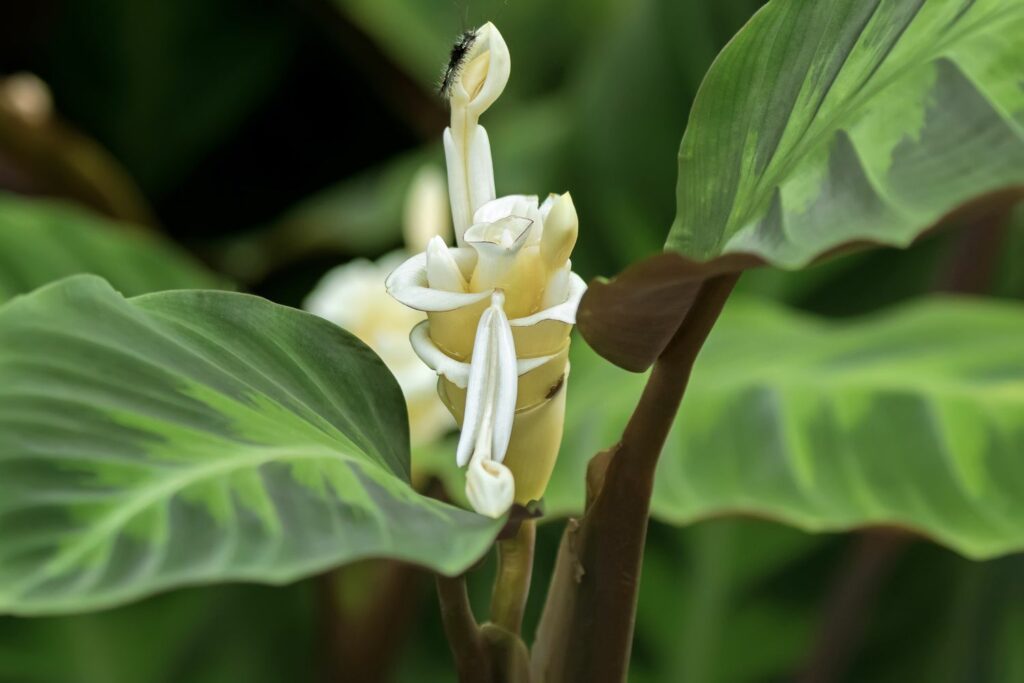 Calathea warscewiczii met witte bloem