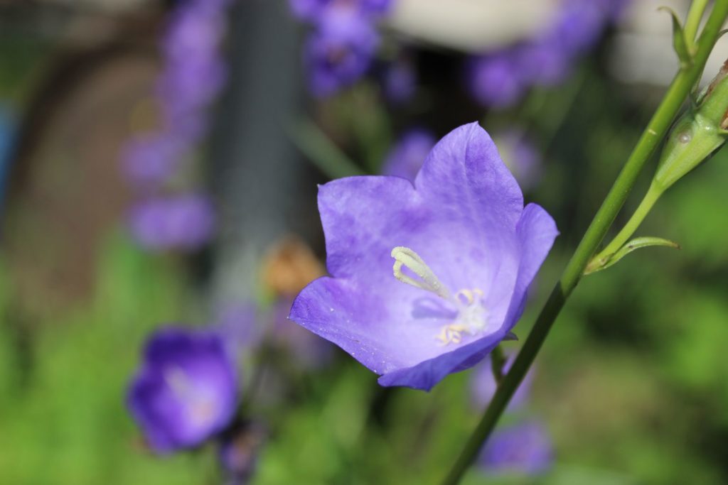 Close-up van de bloem van de blauwe perzikbladige klokjesbloem