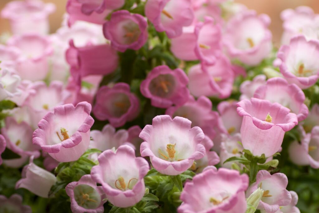 Roze bloemen van de Lady's Bellflower