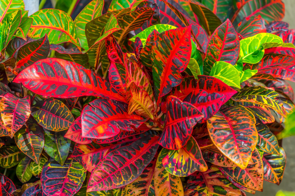 Croton met intense kleuren