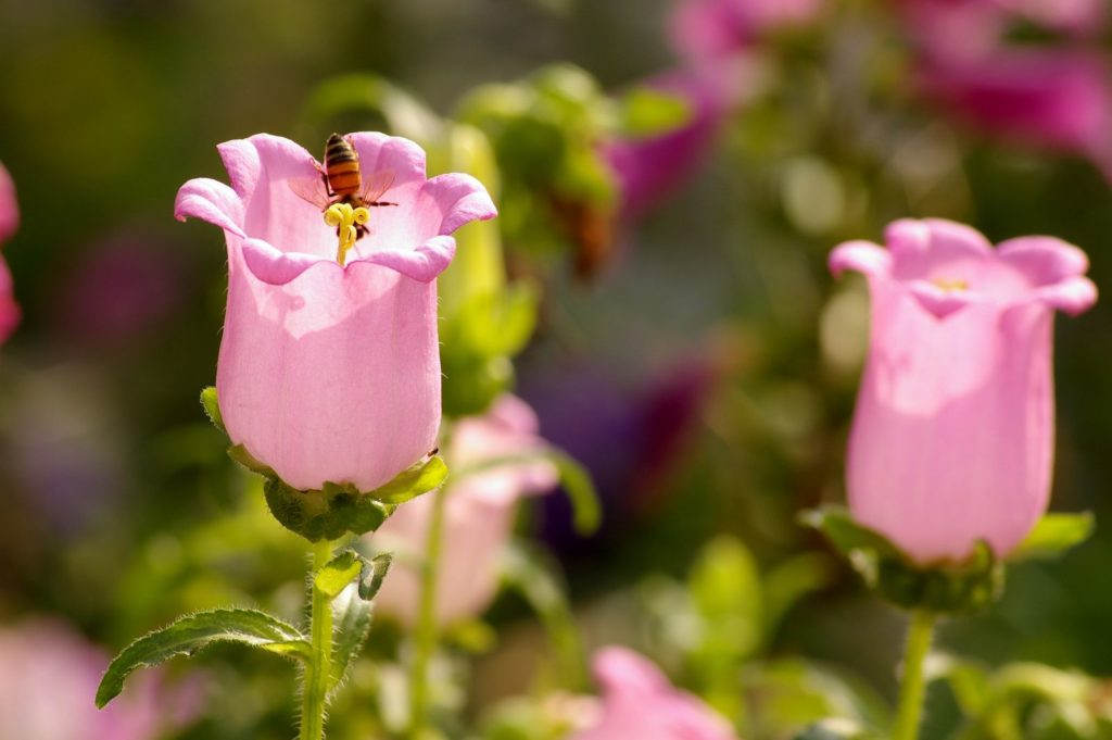 Roze bloemen van de klokjesbloem met bijtje