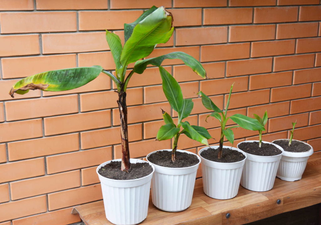 Bananenplanten in potten kweken