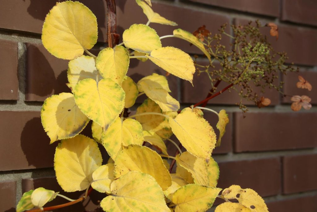 Klimhortensia met gele bladeren aan de muur