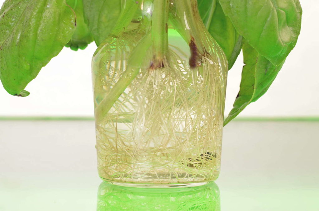 Basilicumwortels in een glas met water
