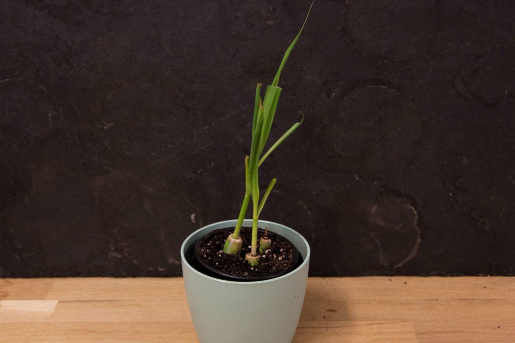 Citroengras laten groeien in een pot