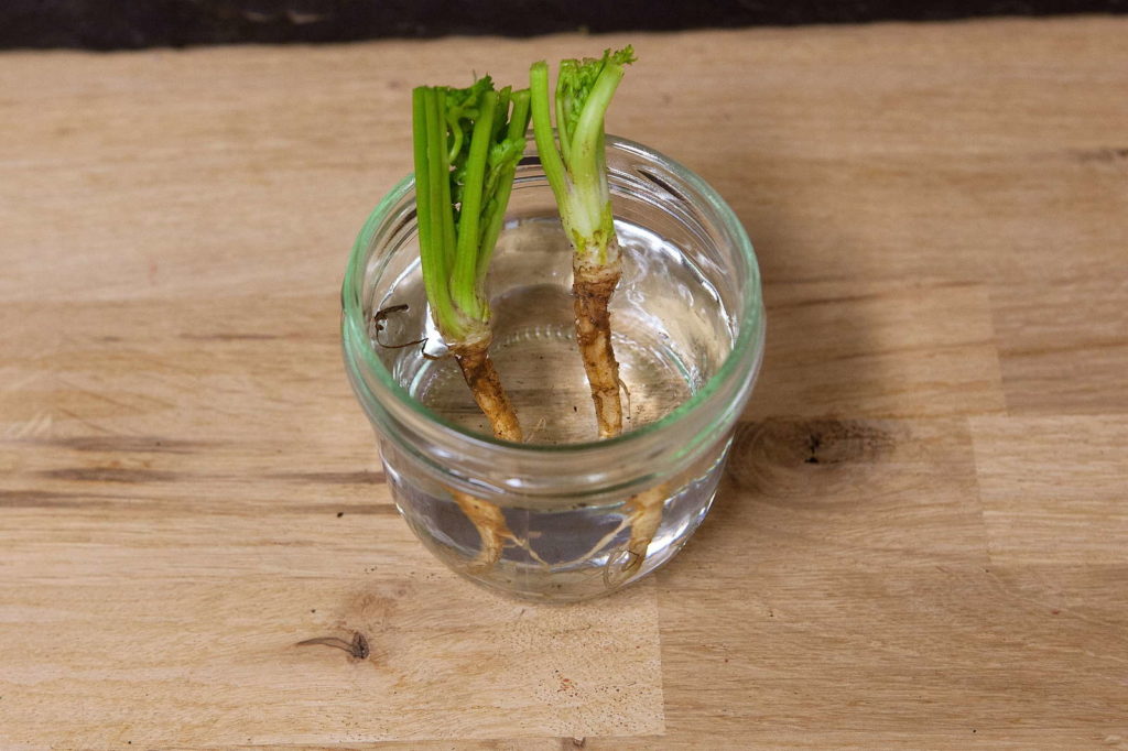Koriander herplanten in een glas met water