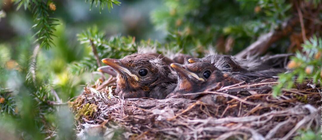 Dierenwelzijn in de tuin: 8 tips voor meer veiligheid