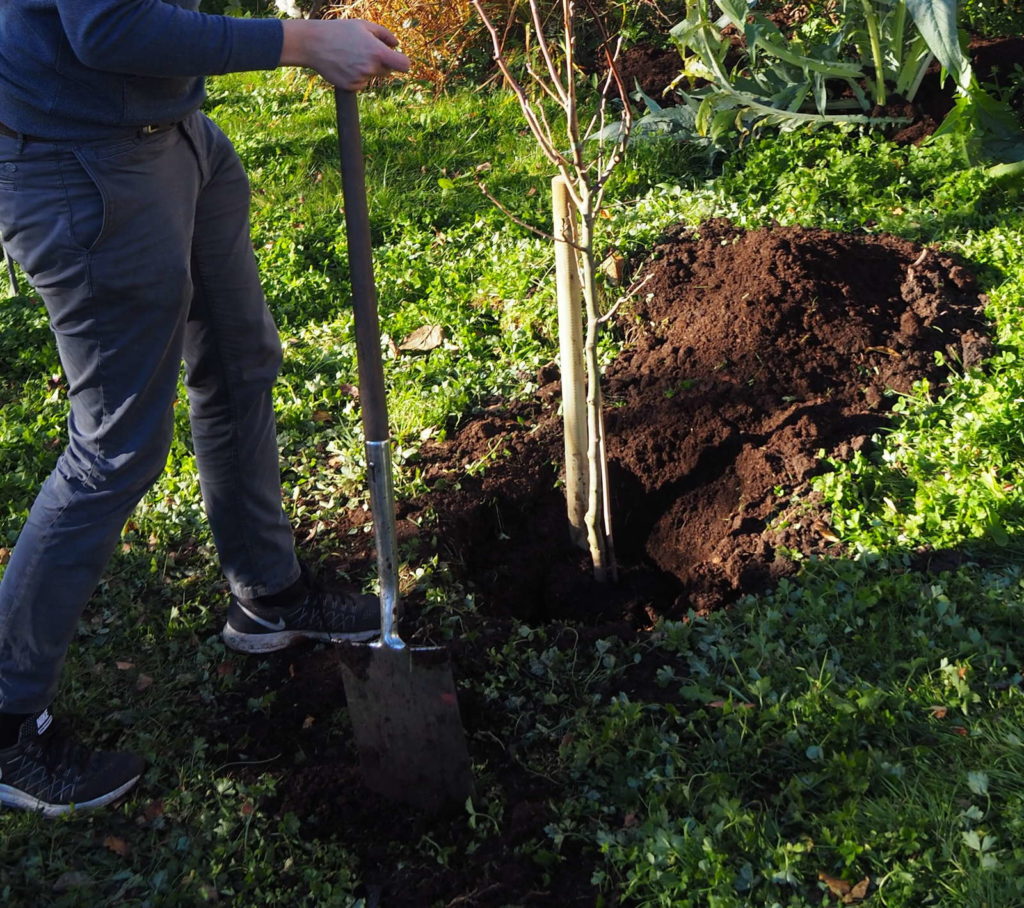 Een plantgat graven met een spade in een tuin