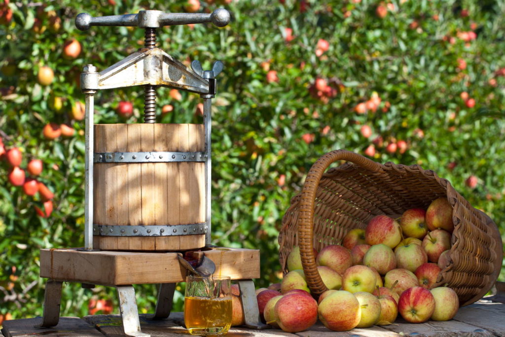 Appelsap persen Cider molen Persmachine Appels in mand appelboom