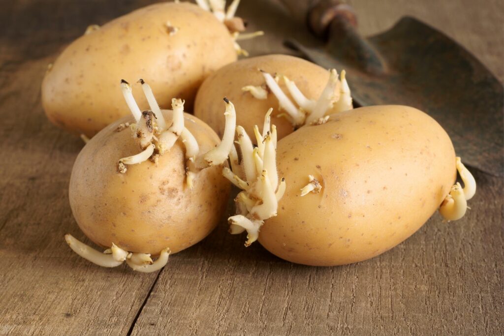 gekiemde aardappelen