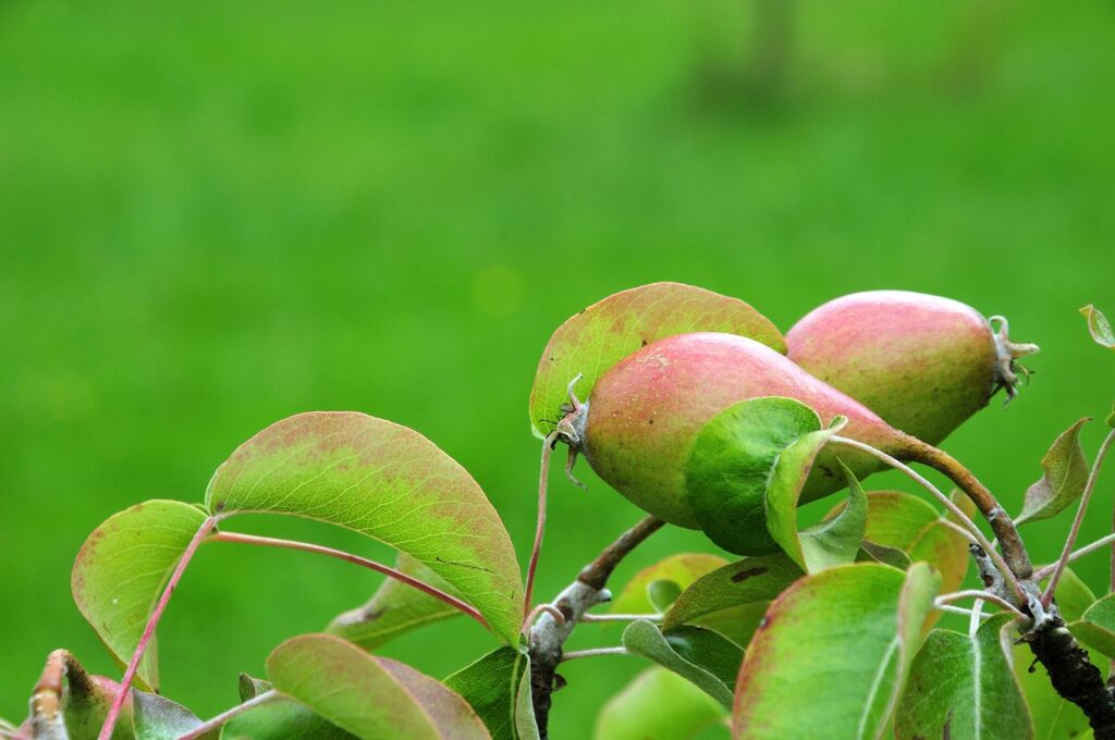Vruchten van het perenras 