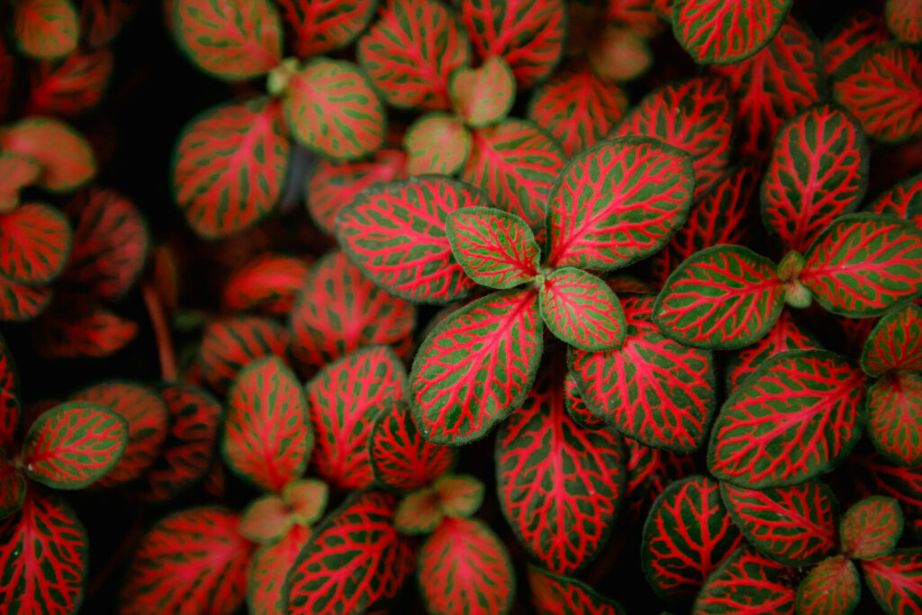 Rode bladeren van de mozaïekplant