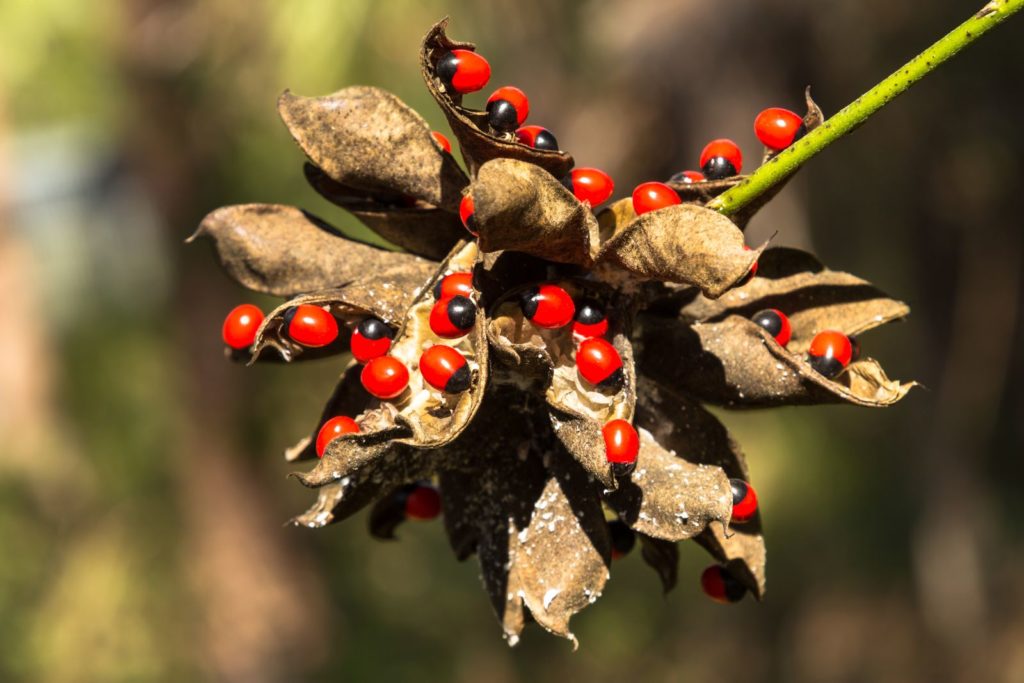 De giftige paternosterbes draagt rode vruchten met zwarte vlekken.