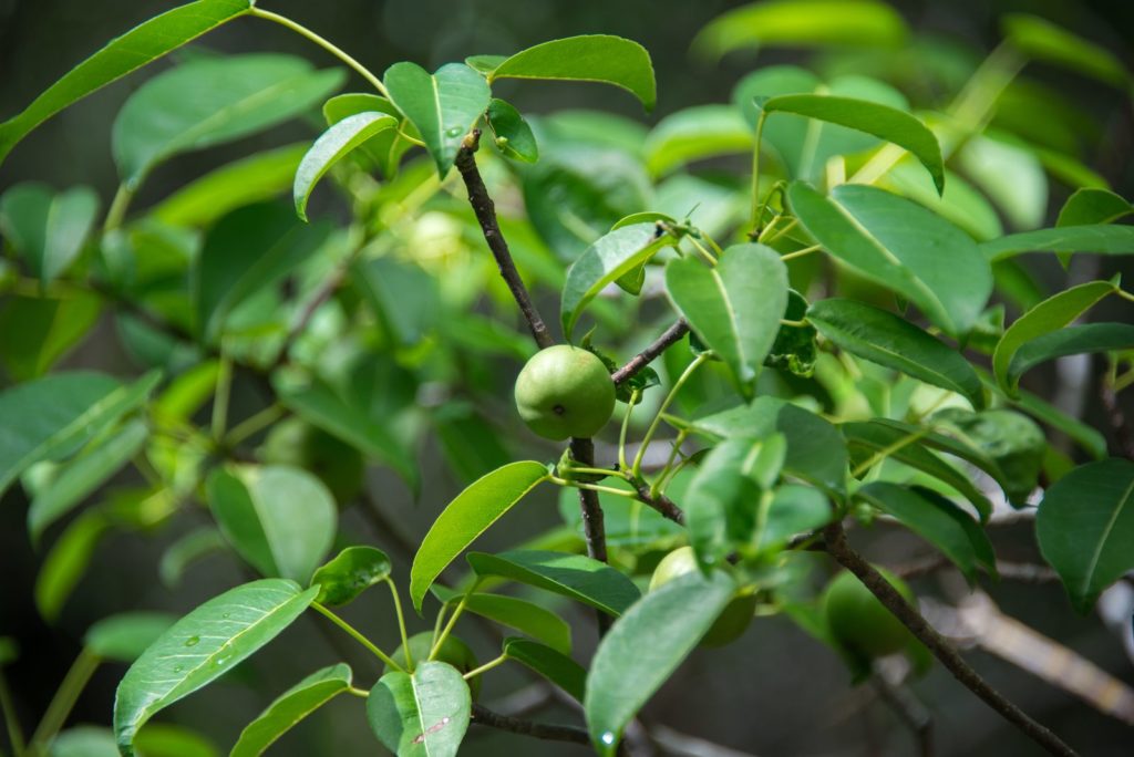 De giftige manchinelboom met een vrucht in helder groen