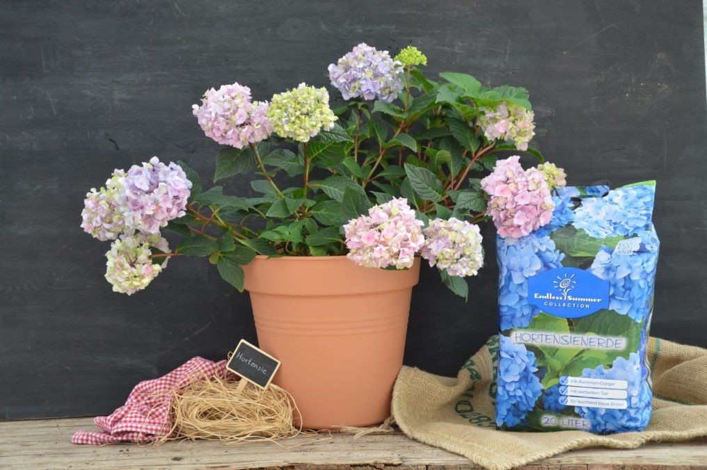 Hortensia's in een pot met Floragard Hortensiagrond