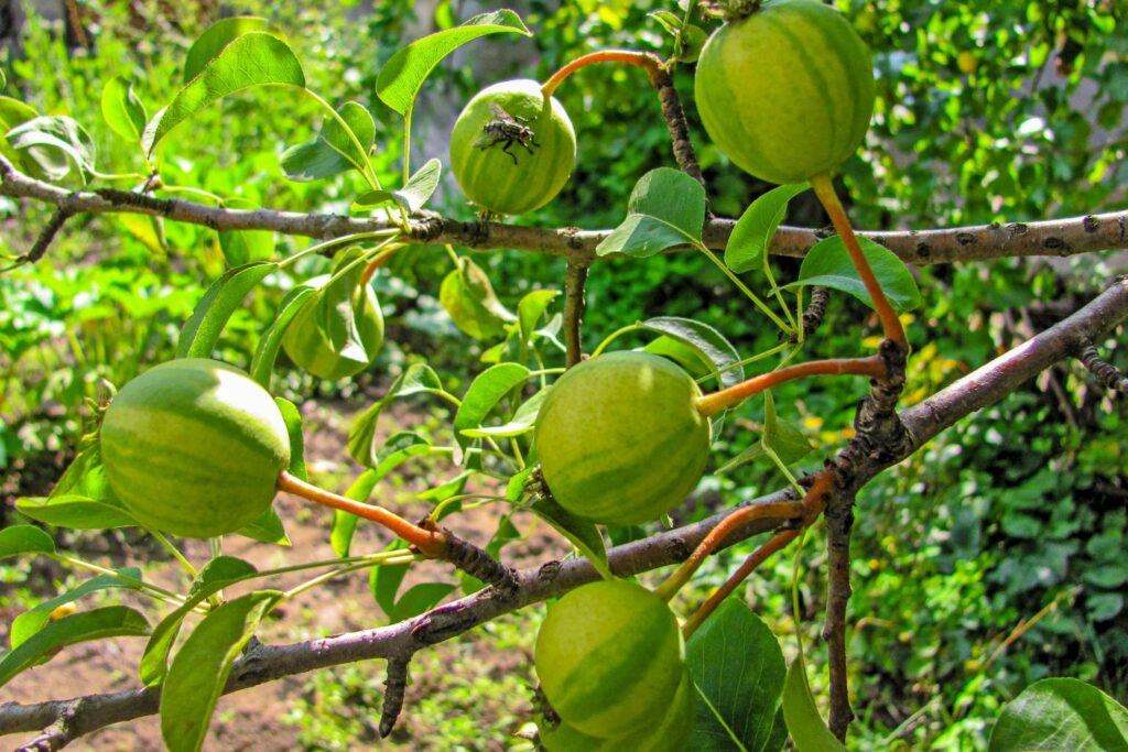 Vruchten aan de boom van de Schweizerhose
