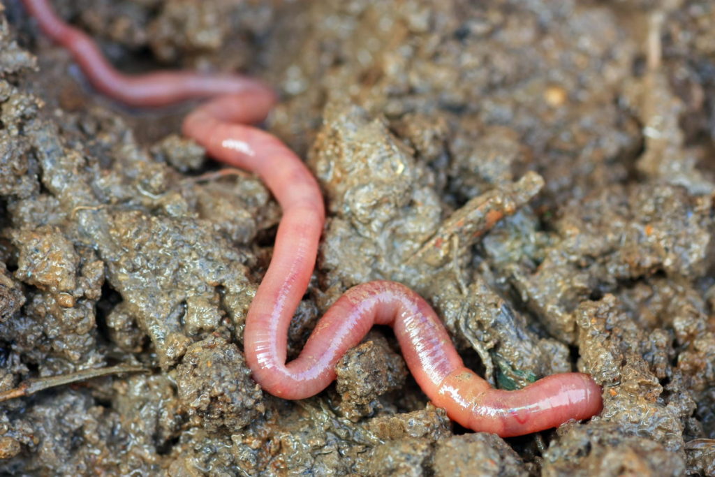 Regenworm in de bodem